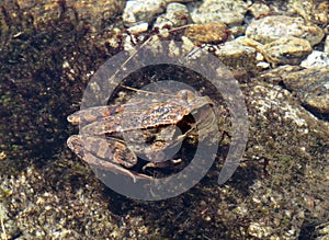 The moor frog Rana arvalis, Moorfrosch or MoÄvarna smeÄ‘a Å¾aba in the massif of the Swiss Alps and in the area of the mountain